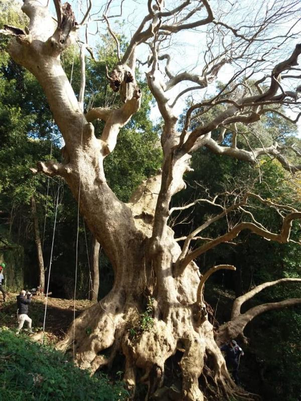 images Curinga. "L'Arca di Noè" ospite del Comune per il Millenario Platano Orientale vincitore dell' "Italian Tree of the Year 2020"