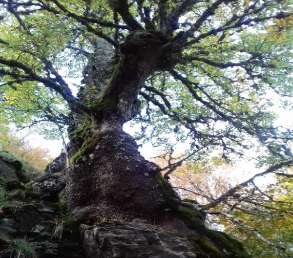 images In Aspromonte una delle querce più vecchie del mondo: ha 560 anni. Il direttore del Parco: Un patrimonio straordinario