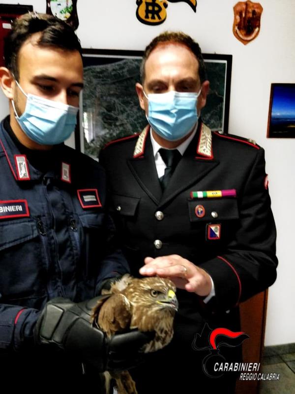 images A Campo Calabro, nel Reggino, i carabinieri salvano un rapace ferito 