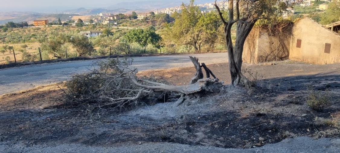 images Incendi a Catanzaro, Corsi (Gruppo Misto): "I residenti della frazione Santa Domenica non siano dimenticati"