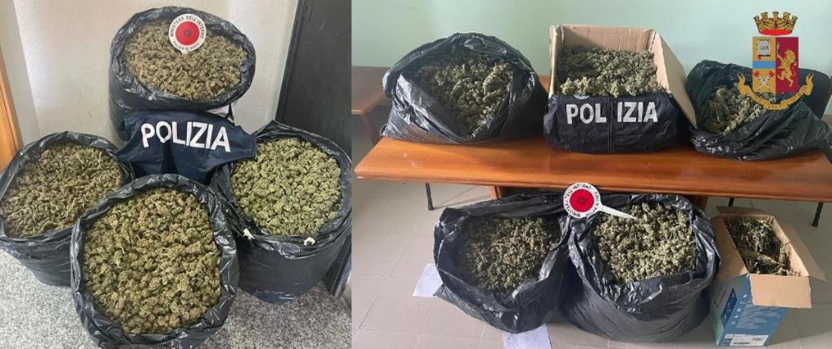 images Serra San Bruno, sequestrati 65 chili di marijuana 
