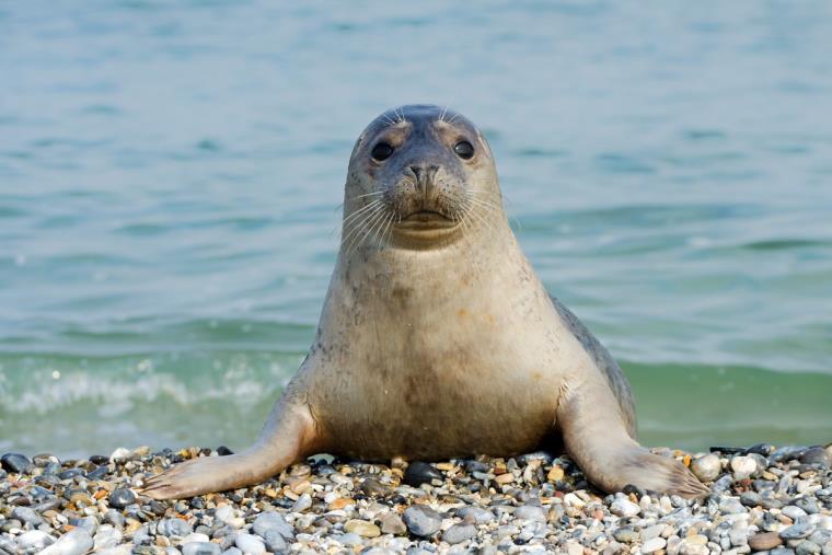 images Ambiente, nelle acque di Isola Capo Rizzuto ritorna la foca monaca 
