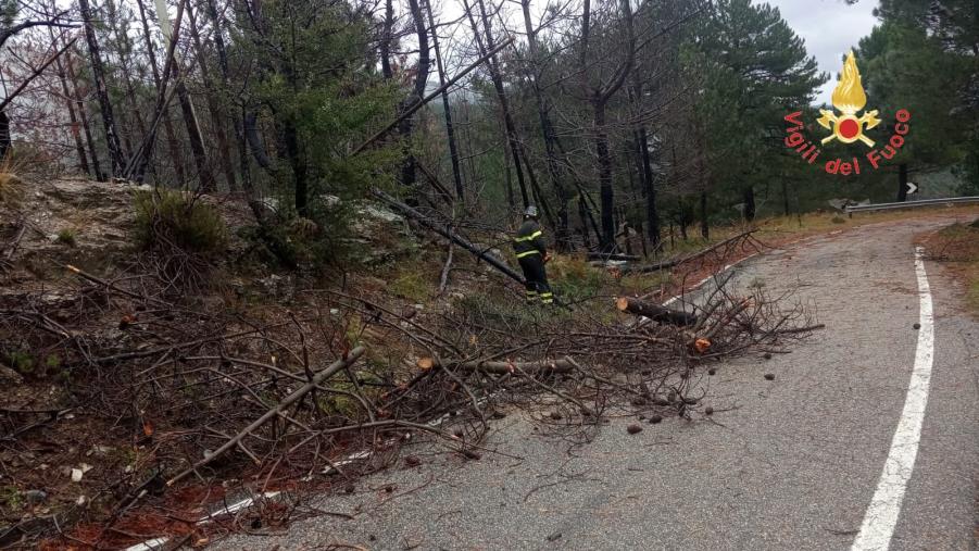 images Maltempo, circolazione limitata sulla Sp 31 a causa di alberi abbattuti dal vento