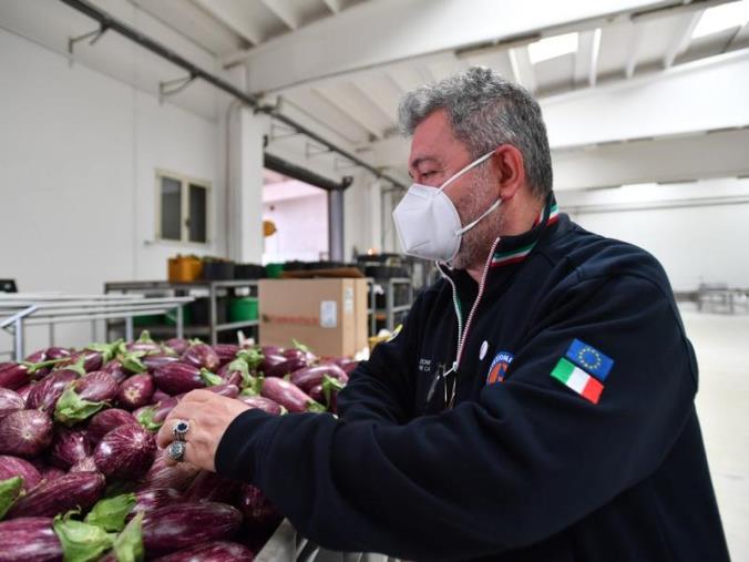 images Cipolla tour, Spirlì: "Prodotto simbolo per la Calabria" (VIDEO)