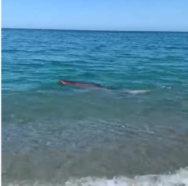 images Badolato, squalo in riva al mare: il video di una residente 