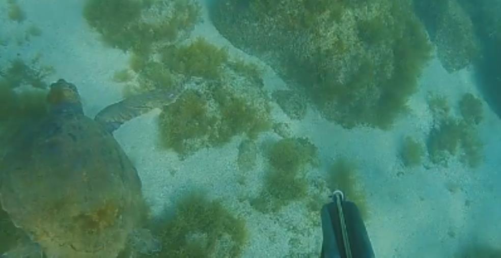 Tropea.  Rischiava la morte in mare, salvata una tartaruga ferita e senza una zampa