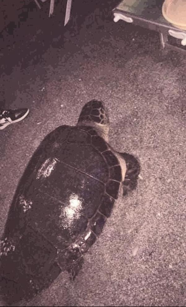 images Il litorale di Belvedere Marittimo 'scelto' da una tartaruga caretta caretta per la nidificazione 