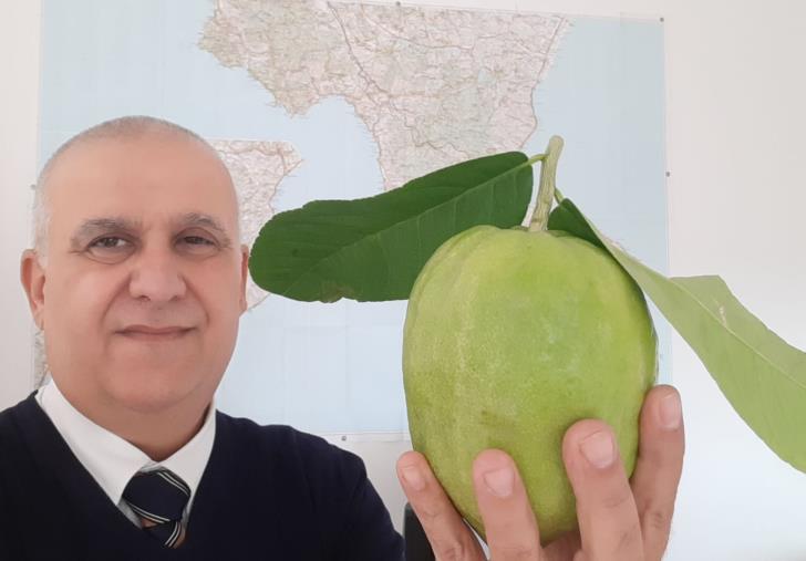 images Cedro di Calabria, Immancabile nella festa del Sukkoth: la ricetta di Gianpiero Taverniti