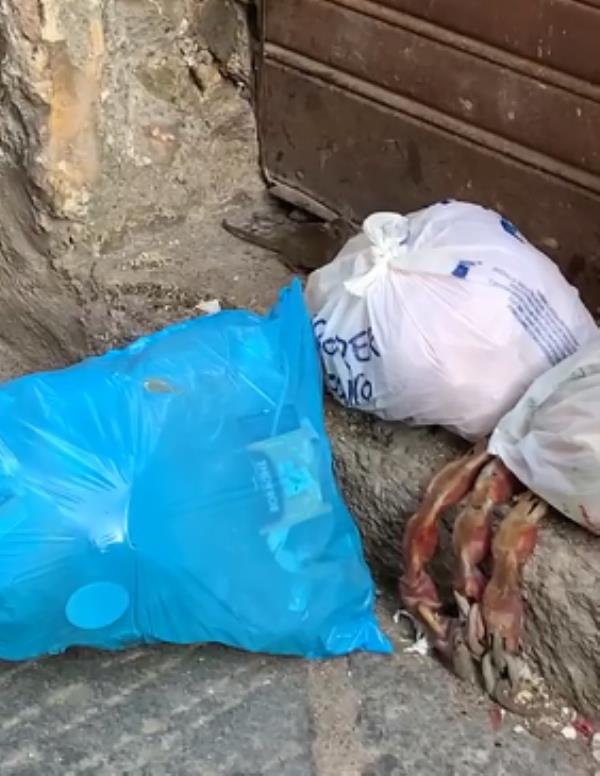 Catanzaro, rifiuti e topi nel centro storico da fare arrossire gli amministratori 