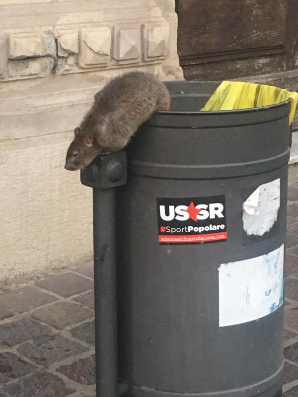 Nel centro storico di Catanzaro il topo fa "cucù"... (FOTO)
