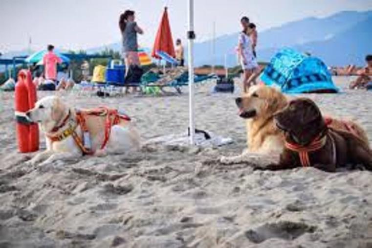 images Bimba si smarrisce sulla spiaggia di Soverato, rintracciata da cani-bagnini