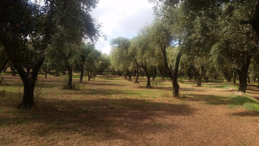 images La campagna olearia consegna alla Calabria 25 presidi nazionali Slow Food dell’olio extra vergine di oliva (I PRODUTTORI PREMIATI)