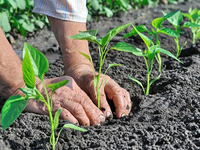 images La Regione Calabria rilancia l'agricoltura biologica con un nuovo bando da 20 milioni  