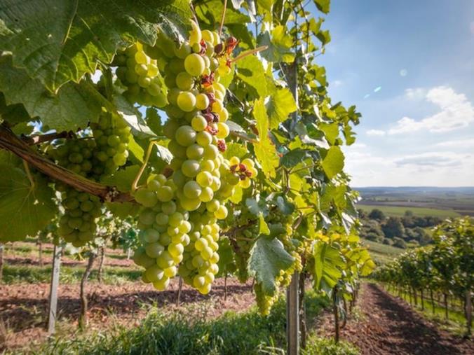 images La Regione attiva la "Vendemmia verde". Più di un milione d'euro per sostenere il comparto vitinivicolo calabrese 