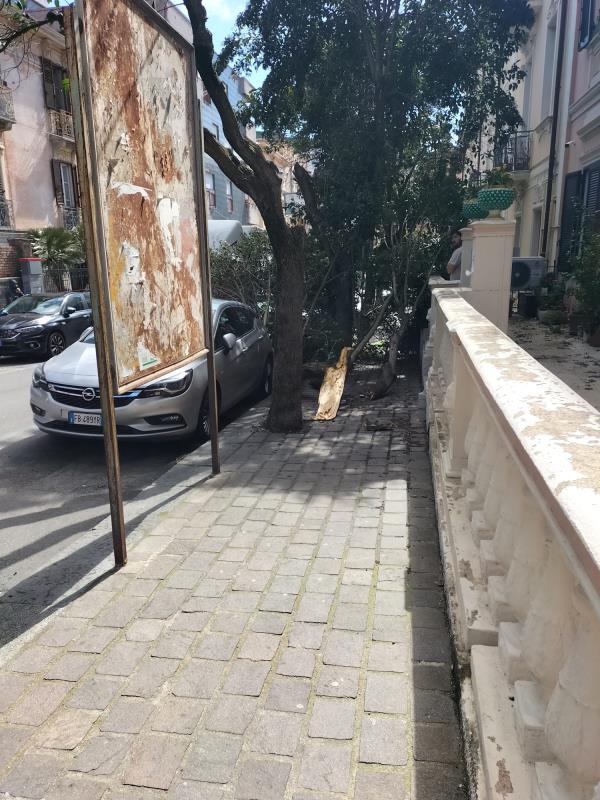 images Catanzaro, il vento non dà tregua: spezzato un albero su via Milano