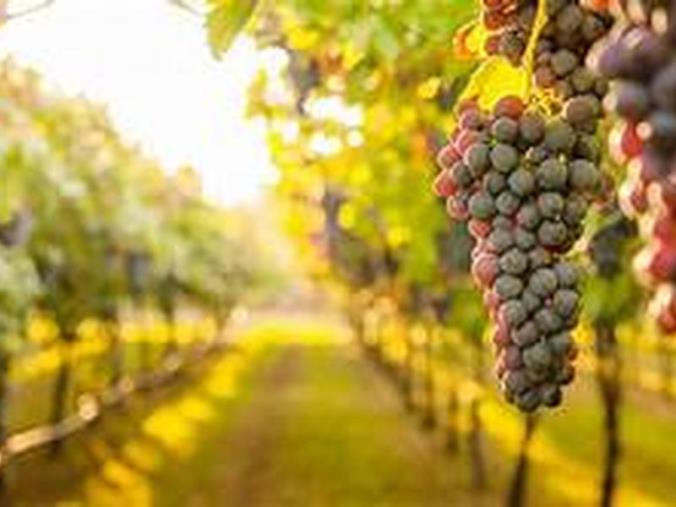 Regione, bando da un milione e mezzo per la promozione del settore vitivinicolo 